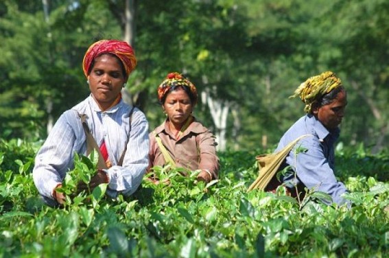 6 tea processing units to come up in Tripura 6 tea processing units to come up in Tripura